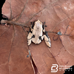 Smooth Skinned Warty Frog - Theloderma licin