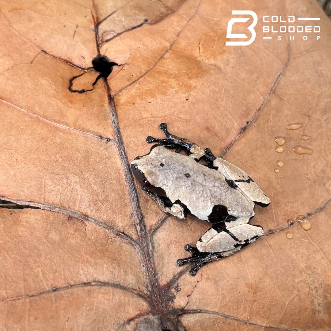 Smooth Skinned Warty Frog - Theloderma licin