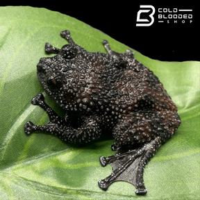 Rana de caca de pájaro vietnamita - Theloderma asperum