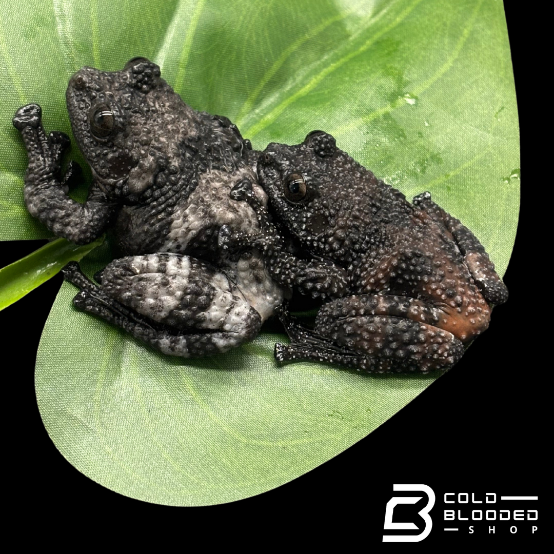 Rana de caca de pájaro vietnamita - Theloderma asperum