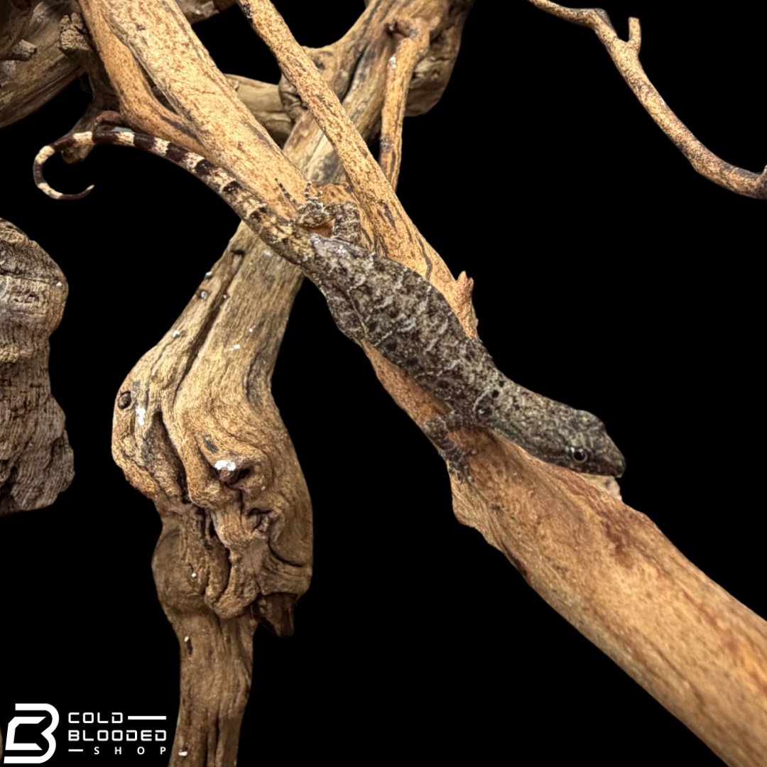Bridled Forest Gecko Pairs - Gonatodes Humeralis