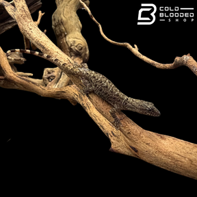 Bridled Forest Gecko Pairs - Gonatodes Humeralis