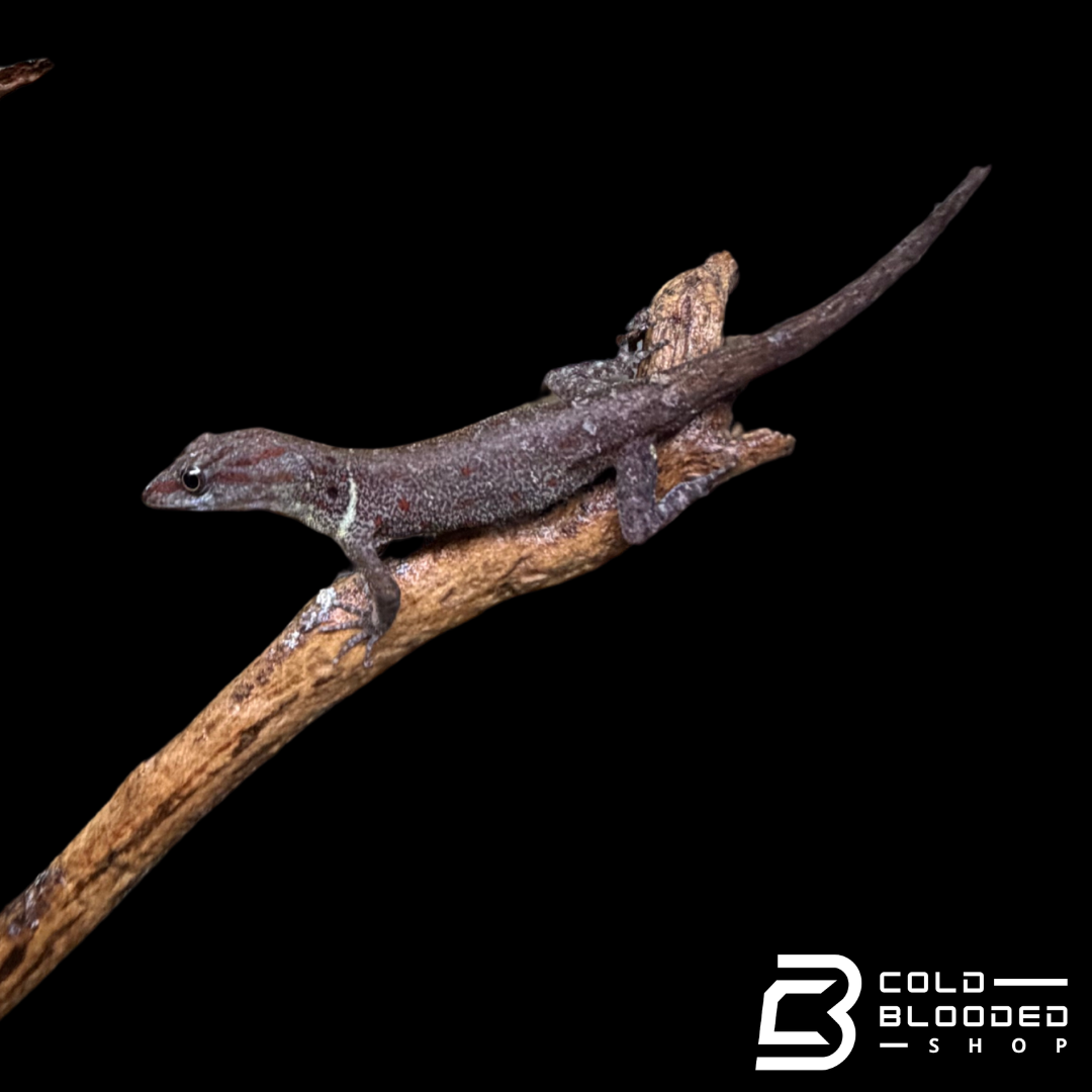 Bridled Forest Gecko Pairs - Gonatodes Humeralis