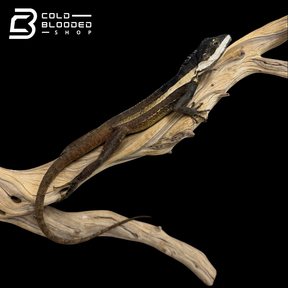 Northern Water Dragon - Tropicagama temporalis