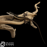 Northern Water Dragon - Tropicagama temporalis