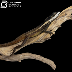 Northern Water Dragon - Tropicagama temporalis