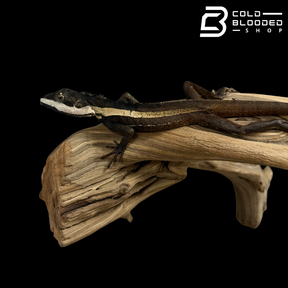 Northern Water Dragon - Tropicagama temporalis