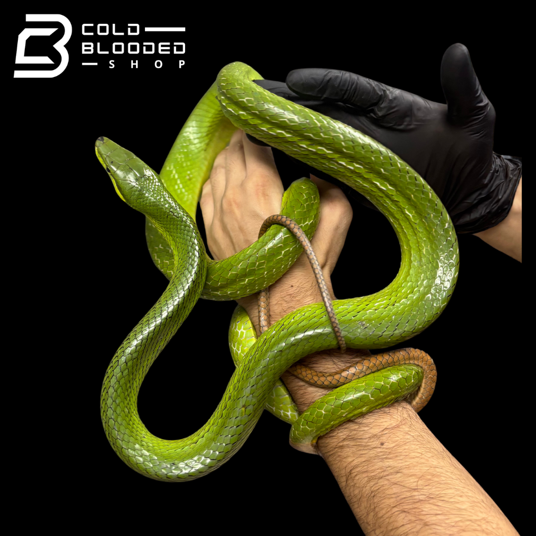 VIETNAM Local Female Red-tailed Green Rat Snake - Gonyosoma oxycephalum