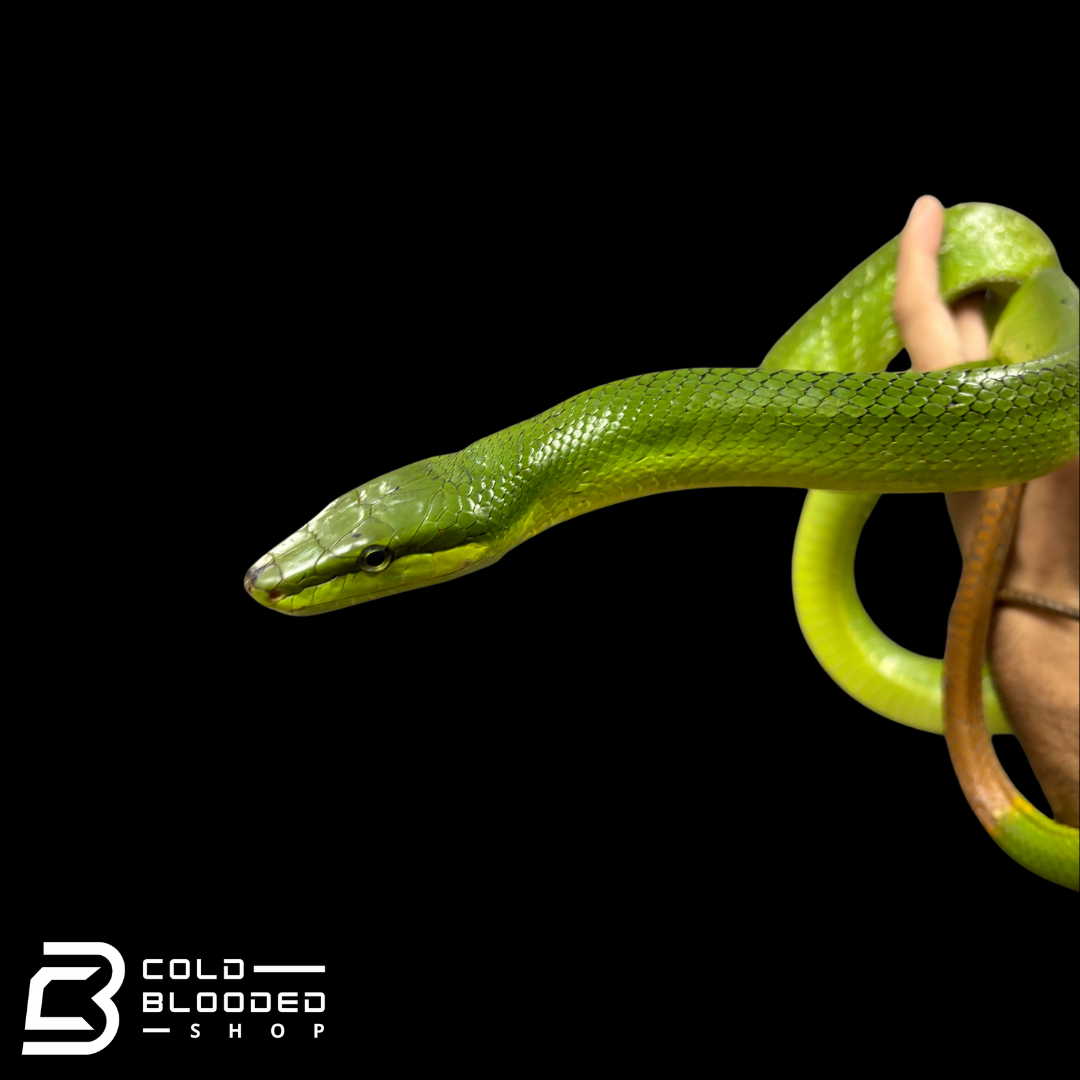 VIETNAM Local Female Red-tailed Green Rat Snake - Gonyosoma oxycephalum