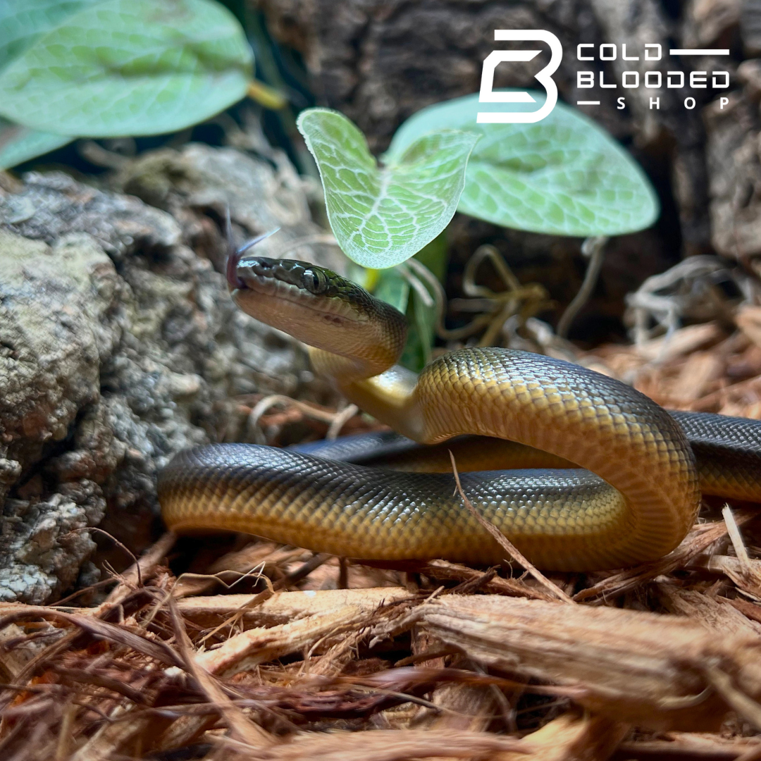 Baby Water Python - Liasis fuscus