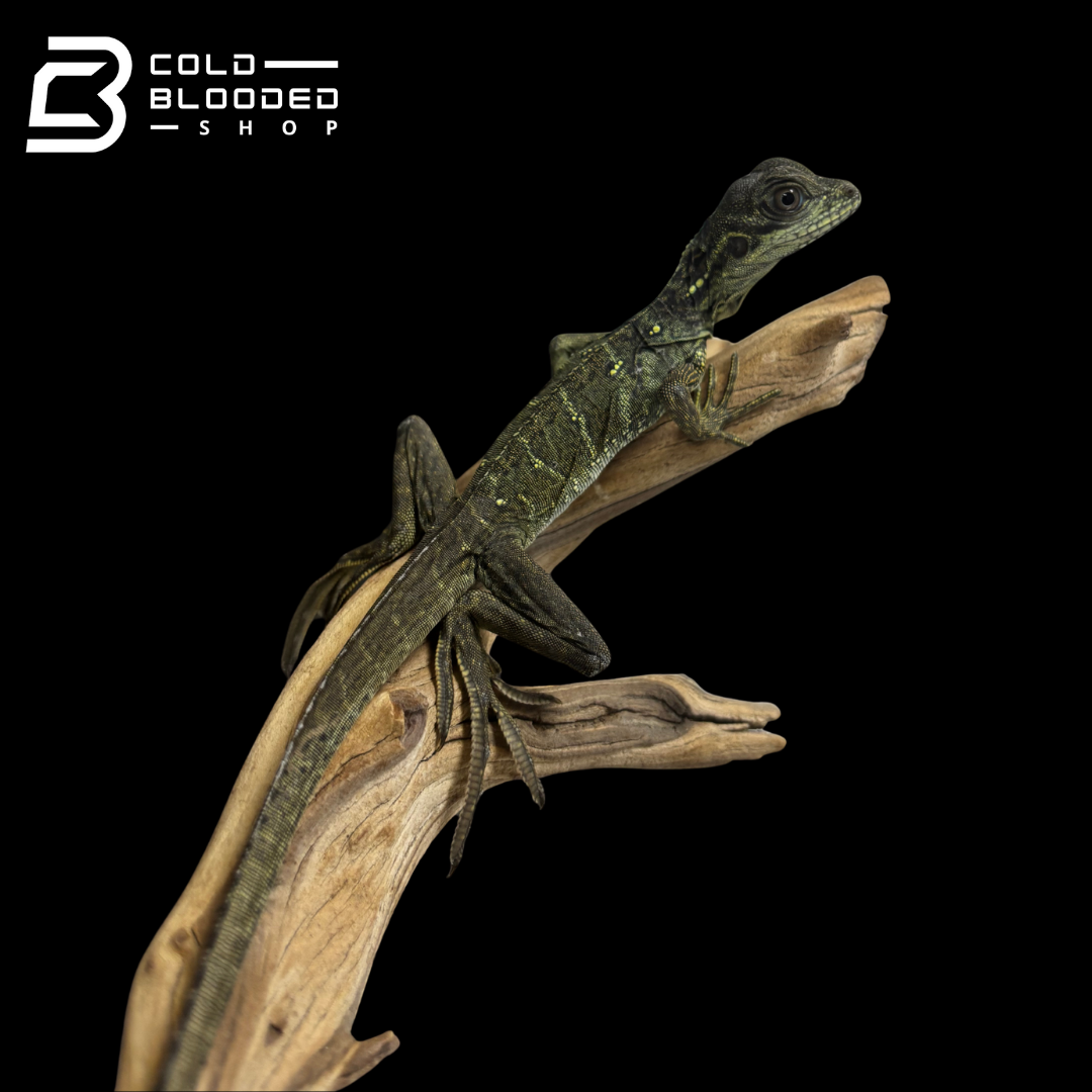 Baby Weber's sailfin Dragon - Hydrosaurus weberi