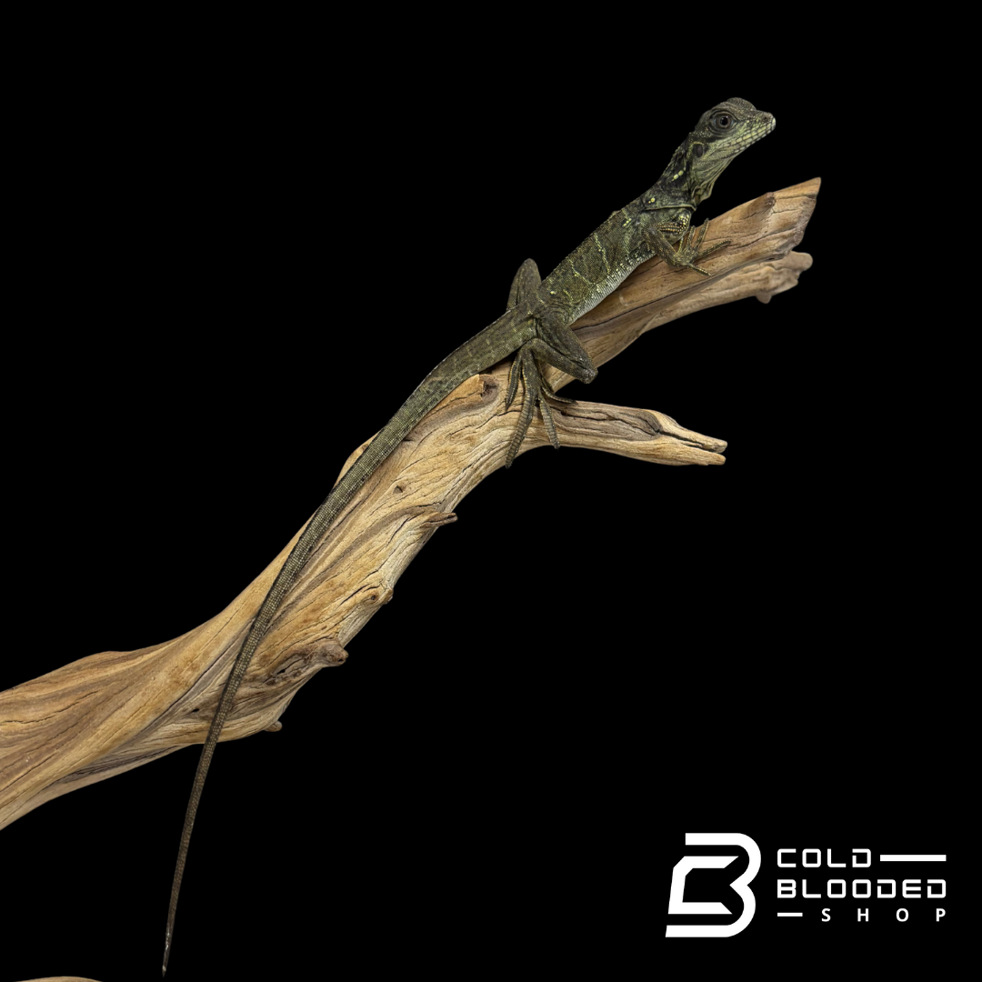 Baby Weber's sailfin Dragon - Hydrosaurus weberi