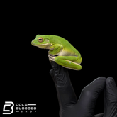White-lipped Tree Frog - Sandyrana infrafrenata