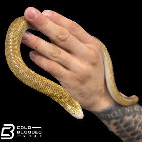 Red Worm Lizard - Amphisbaena alba