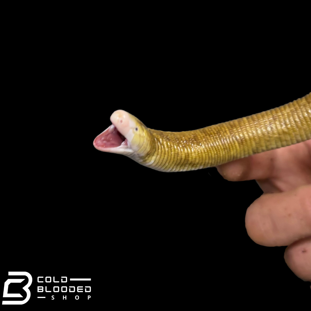 Red Worm Lizard - Amphisbaena alba
