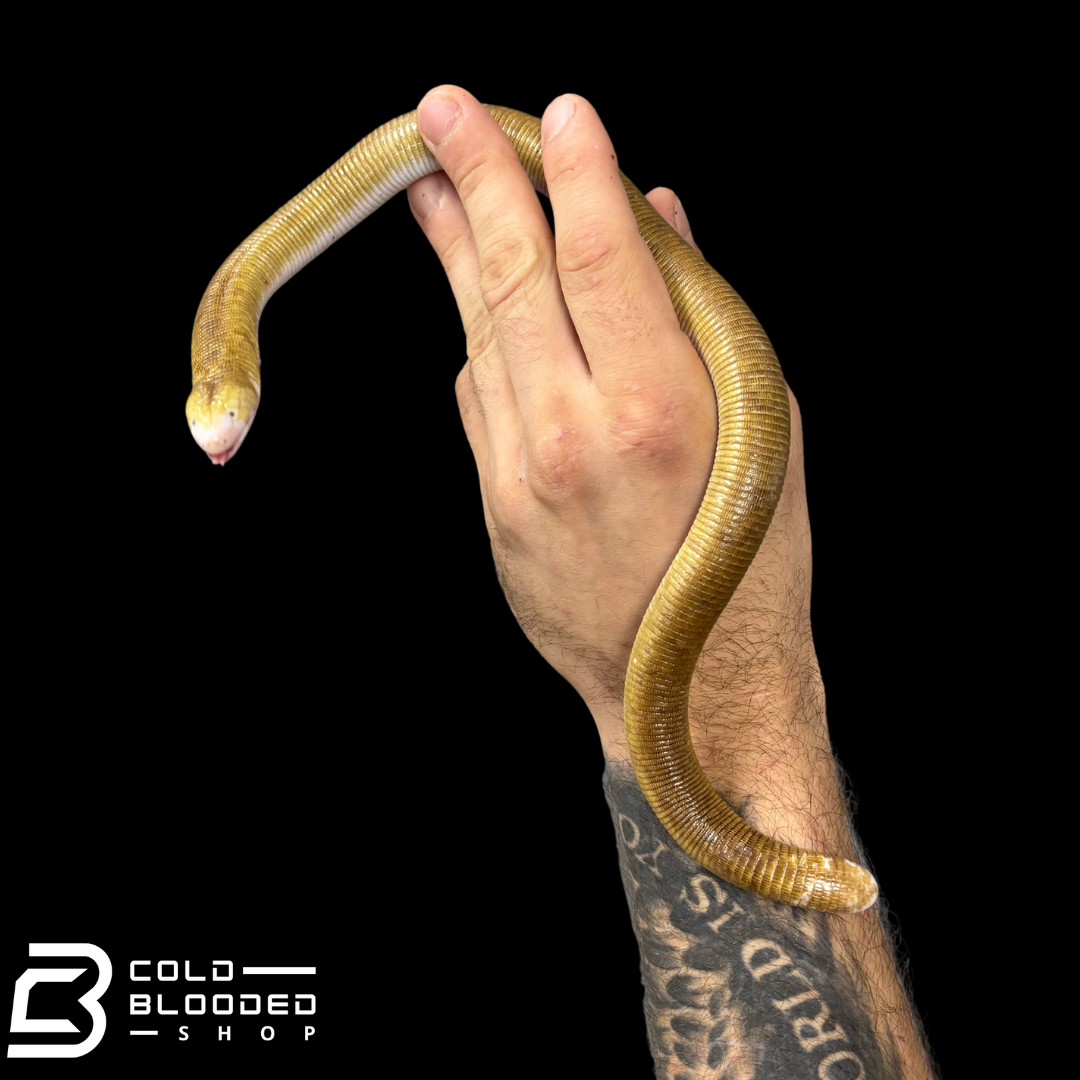 Red Worm Lizard - Amphisbaena alba