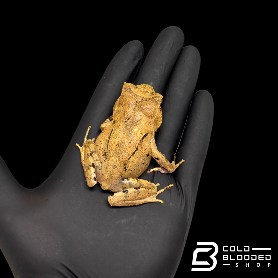 Perak Horned Toad - Xenophrys aceras