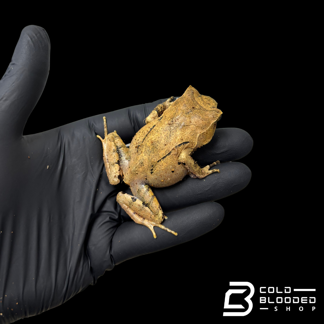 Perak Horned Toad - Xenophrys aceras