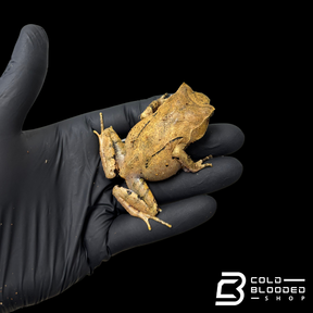 Perak Horned Toad - Xenophrys aceras