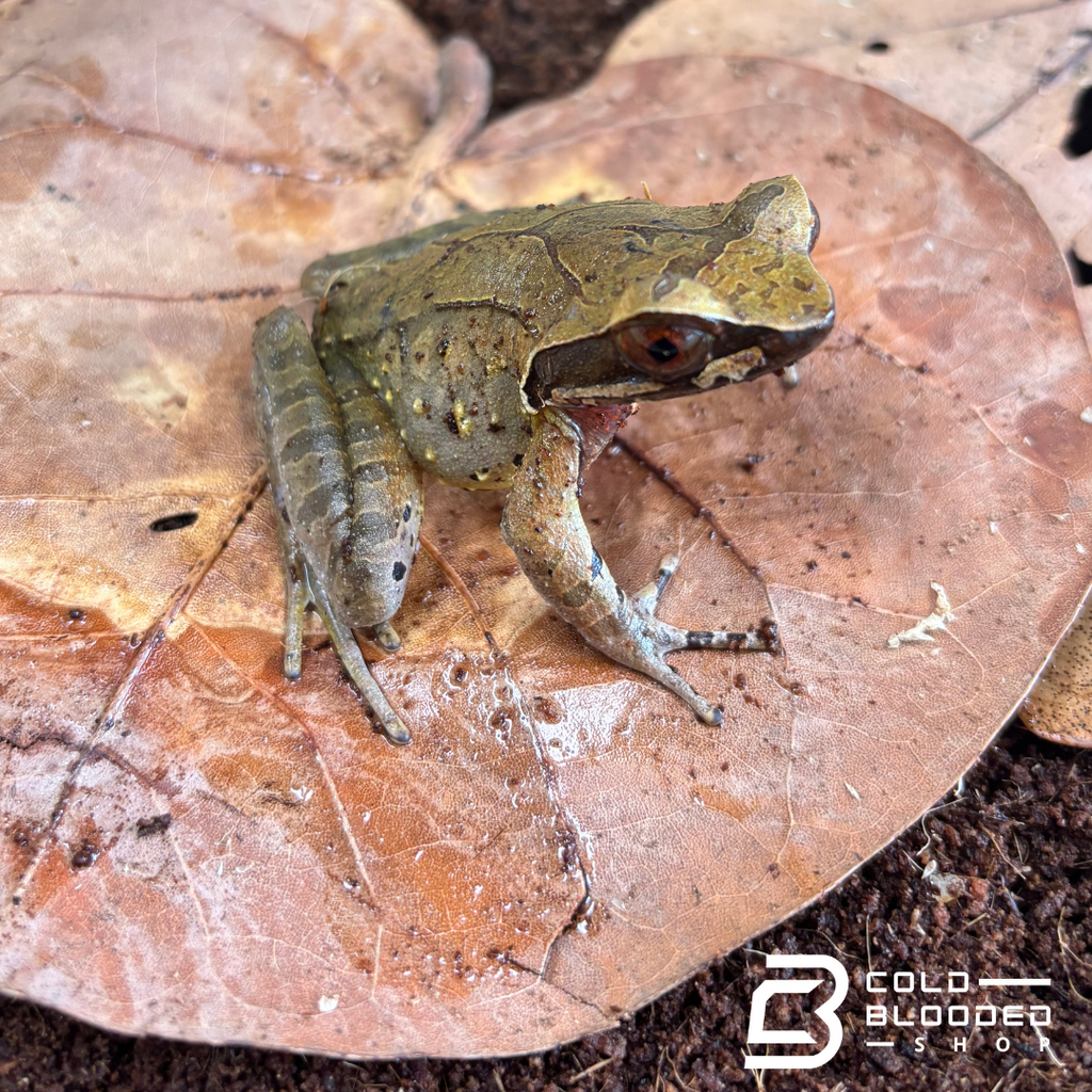 White-lipped horned toad - Xenophrys major