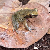 Rana de caca de pájaro vietnamita - Theloderma asperum