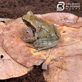Rana de caca de pájaro vietnamita - Theloderma asperum