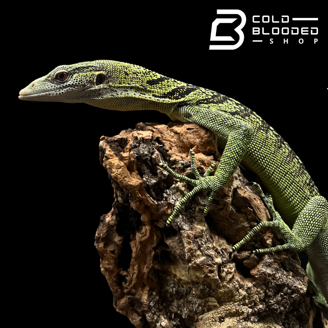 yellow tree monitor for sale