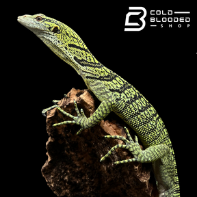 Juvenile Yellow Tree Monitor - Varanus reisingeri - Cold Blooded Shop