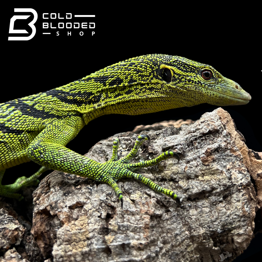 Juvenile Yellow Tree Monitor - Varanus reisingeri