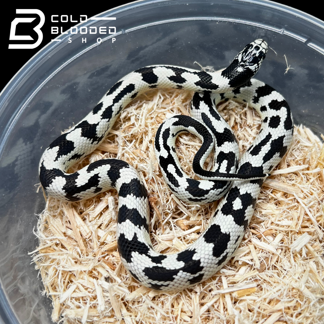 Baby Aberrant California Kingsnake - Lampropeltis californiae