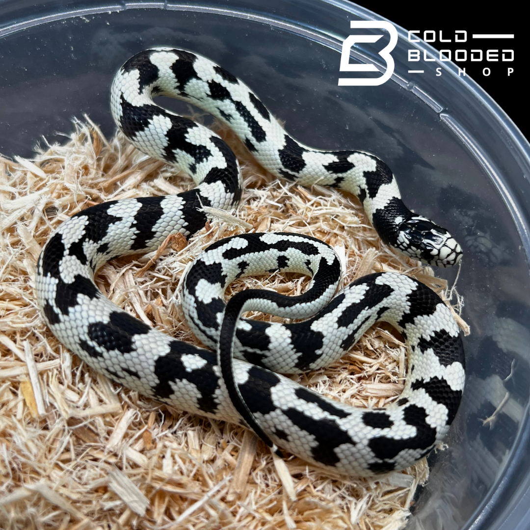 Baby Aberrant California Kingsnake - Lampropeltis californiae