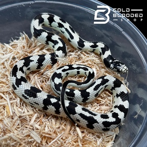 Baby Aberrant California Kingsnake - Lampropeltis californiae