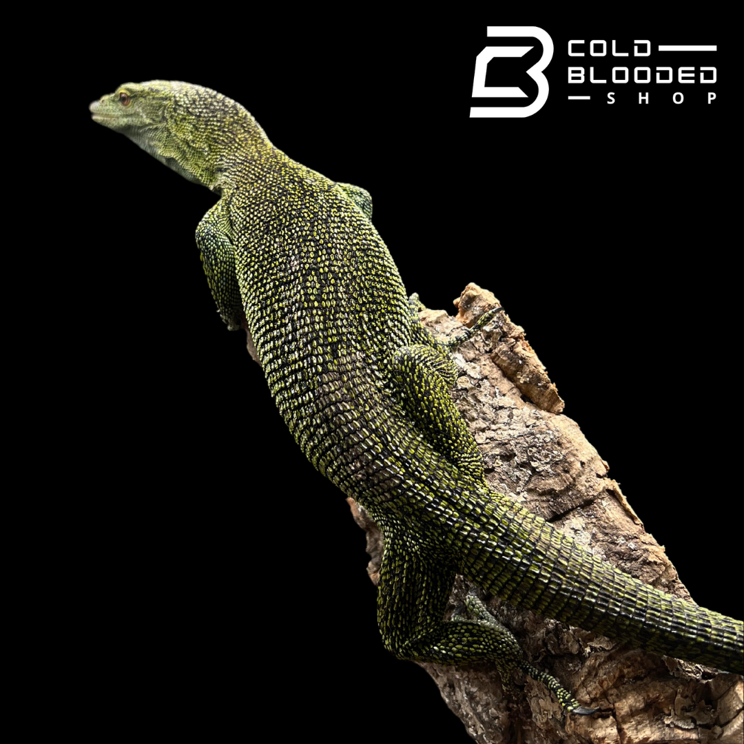 Adult Male Biak Tree Monitor - Varanus kordensis - Cold Blooded Shop