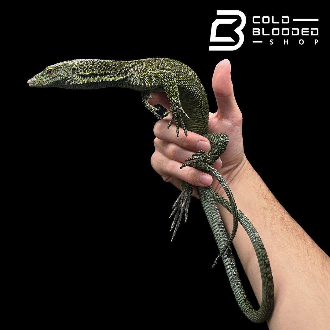 Adult Male Biak Tree Monitor - Varanus kordensis - Cold Blooded Shop