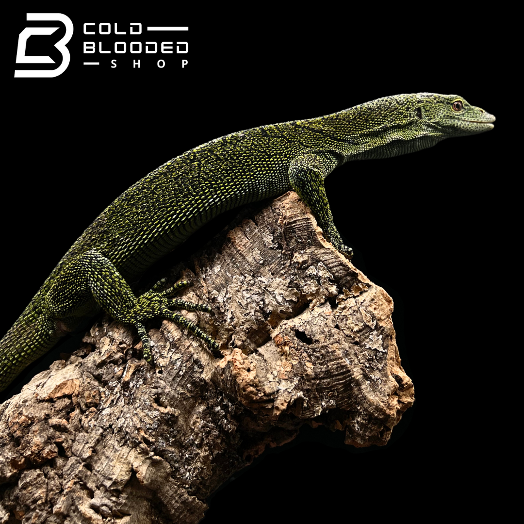 Adult Male Biak Tree Monitor - Varanus kordensis - Cold Blooded Shop