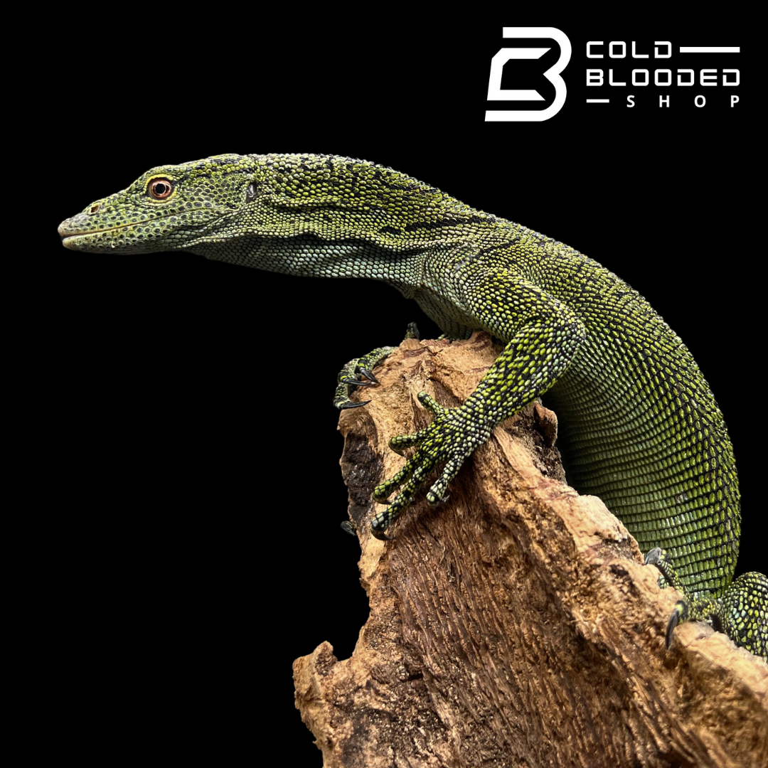 Adult Male Biak Tree Monitor - Varanus kordensis - Cold Blooded Shop