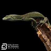 Adult Male Biak Tree Monitor - Varanus kordensis - Cold Blooded Shop