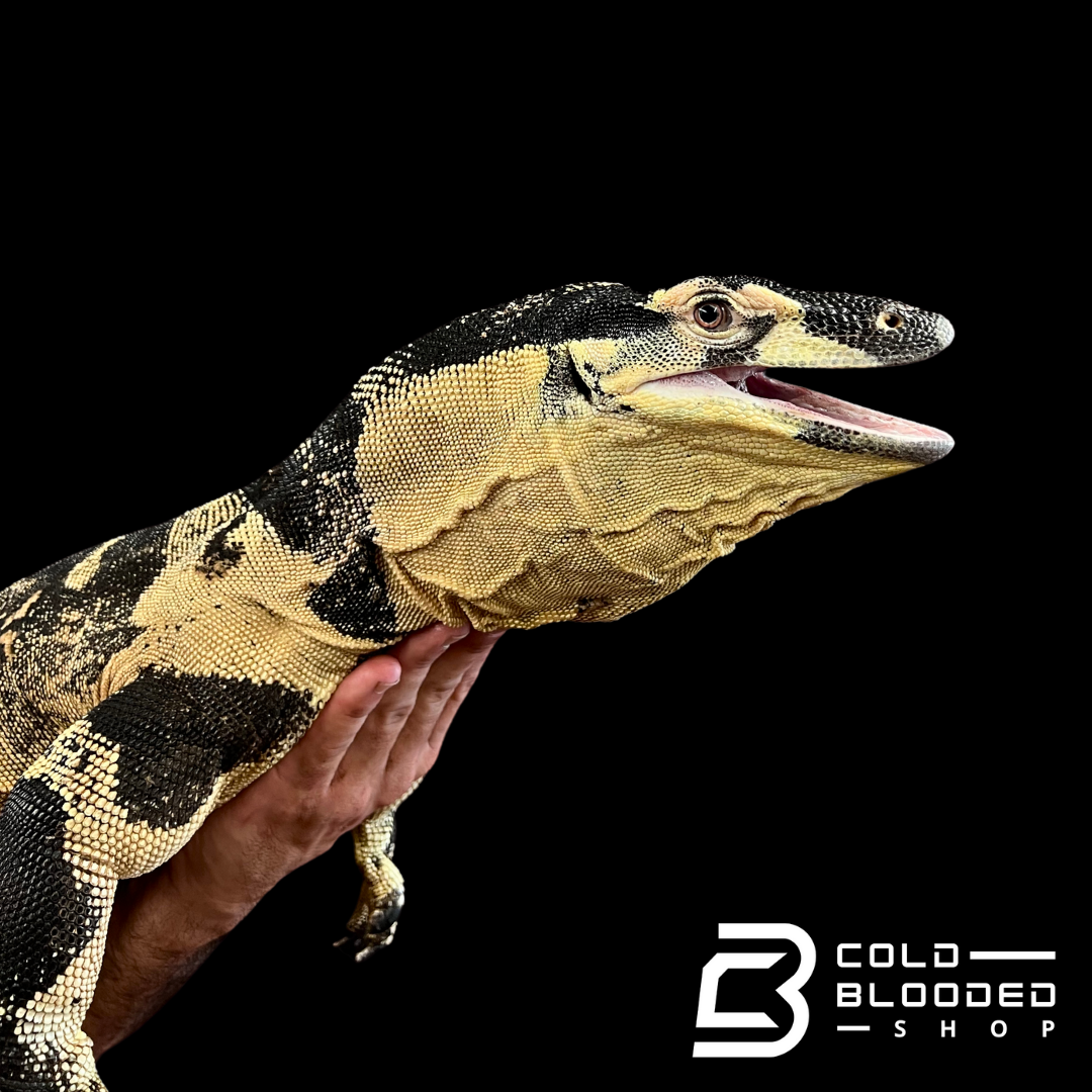 Adult Male Bell's Phase Lace Monitor - Varanus varius