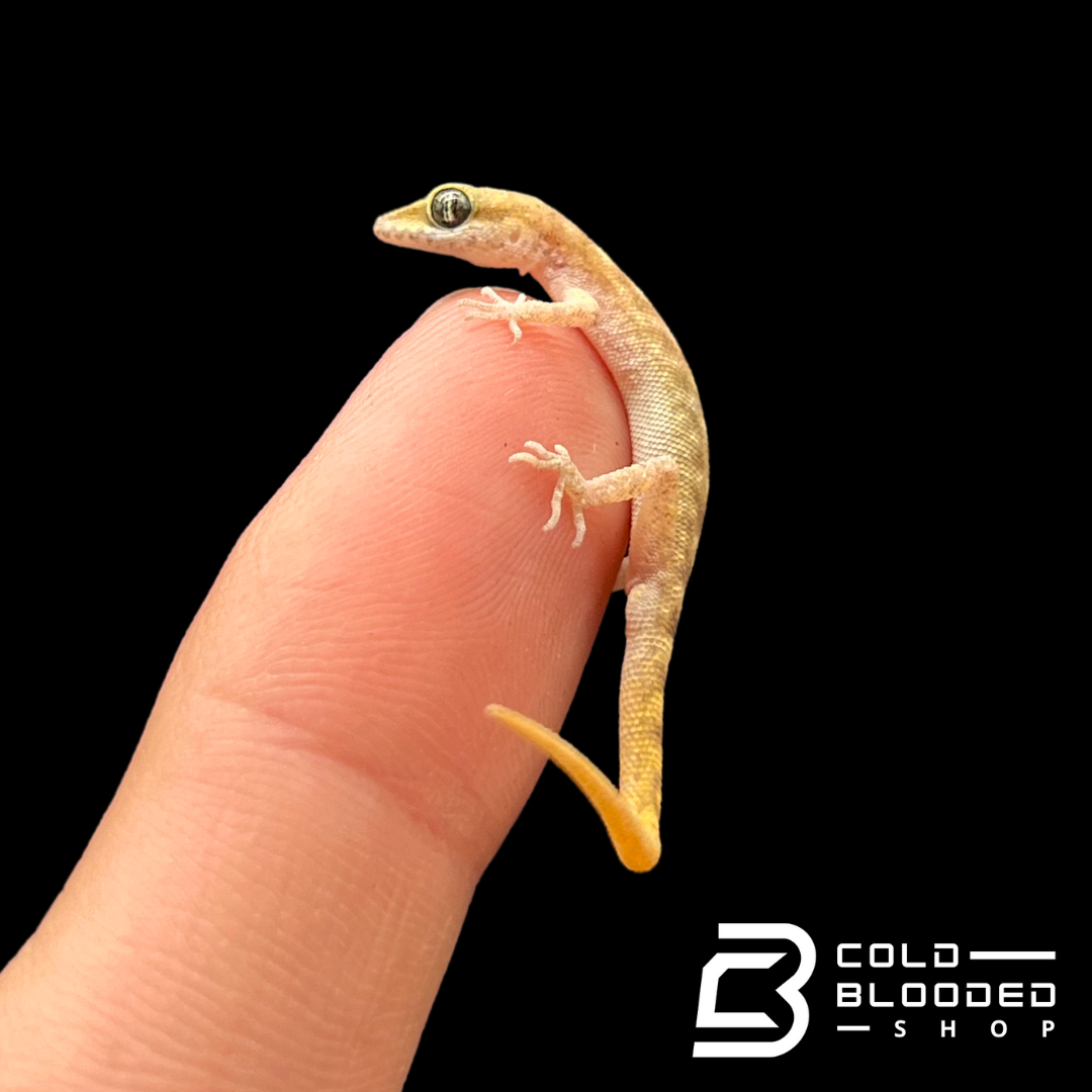 Steudner's Dwarf Gecko - Tropiocolotes steudneri