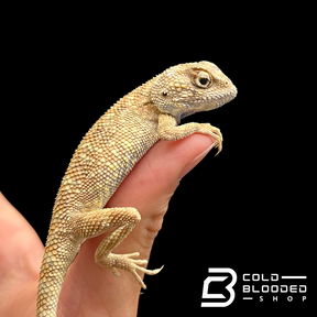 Savigny's Agamas - Trapelus savignii