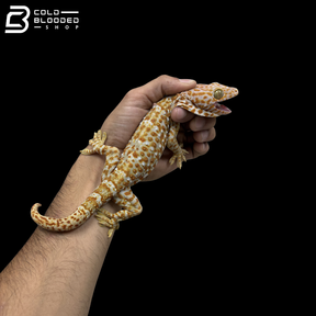 Adult Albino Tokay Gecko - Gekko gecko