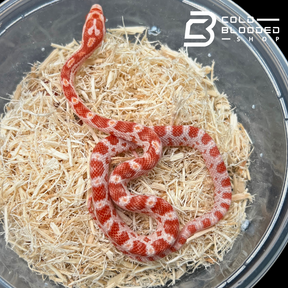 Baby Albino Corn Snakes - Pantherophis guttatus