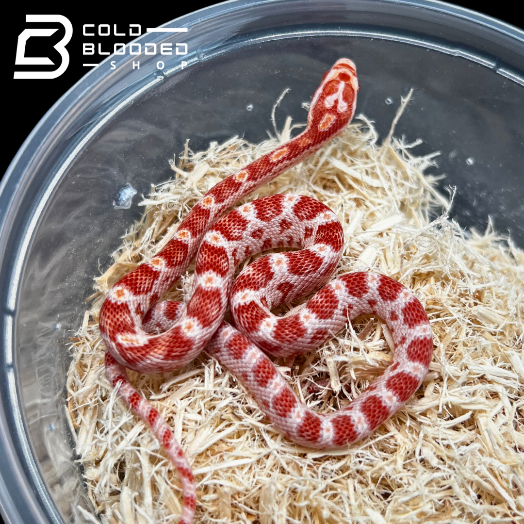 Baby Albino Corn Snakes - Pantherophis guttatus