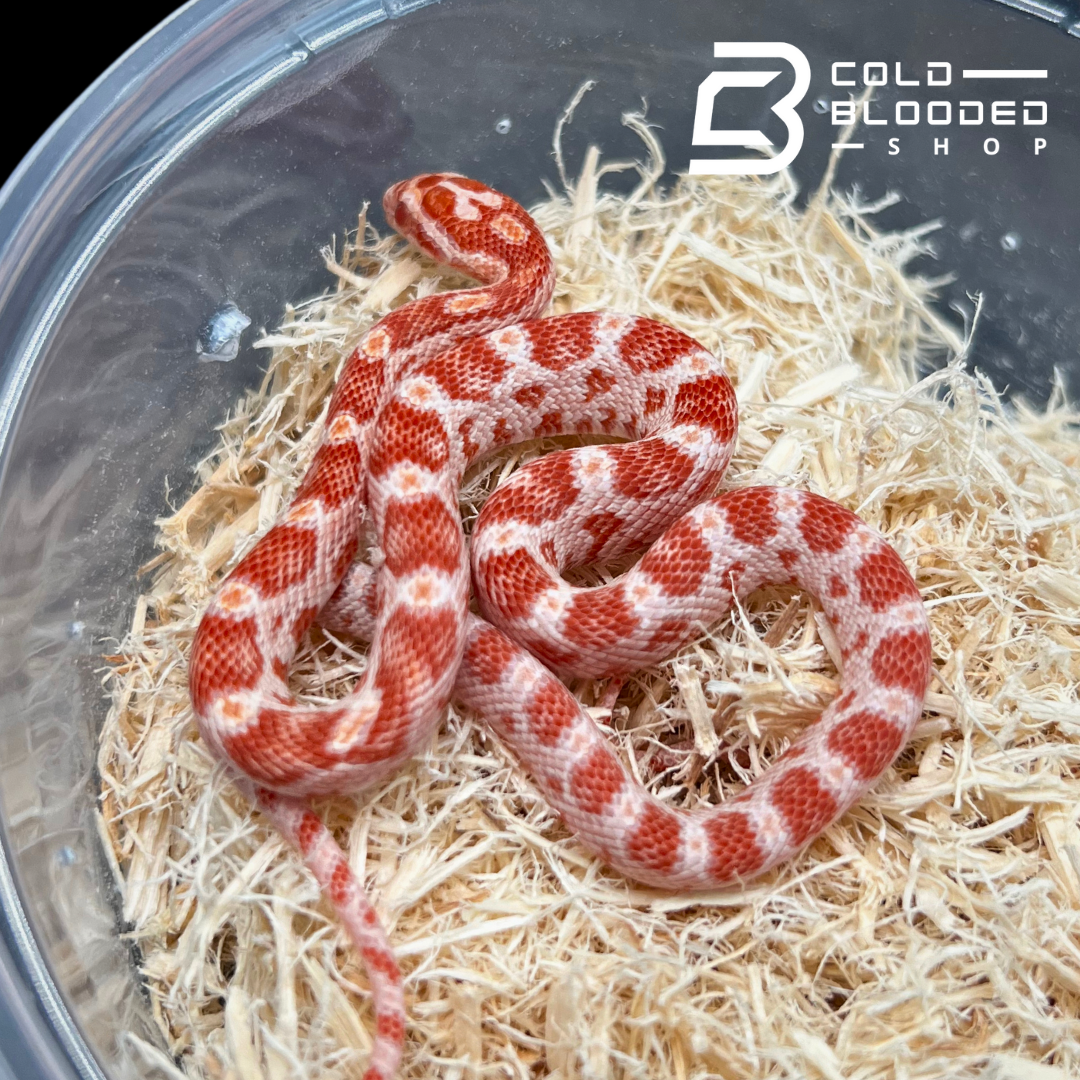 Baby Albino Corn Snakes - Pantherophis guttatus