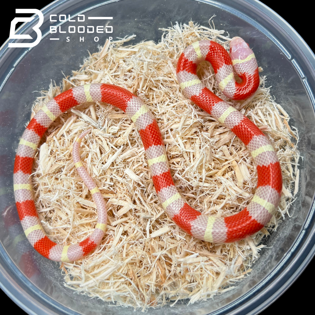 Baby Albino Nelson's Milk Snakes - Lampropeltis triangulum