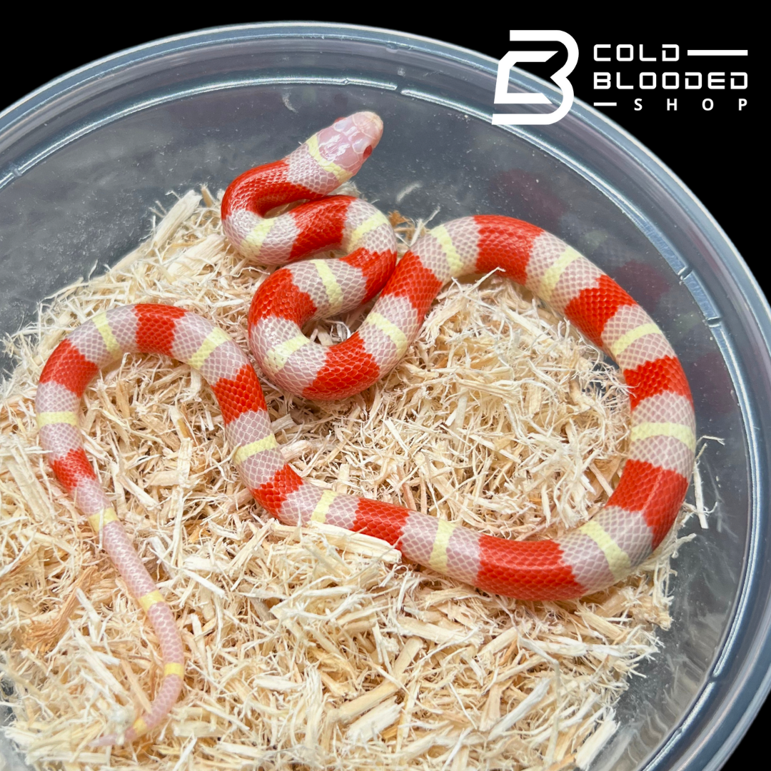 Baby Albino Nelson's Milk Snakes - Lampropeltis triangulum