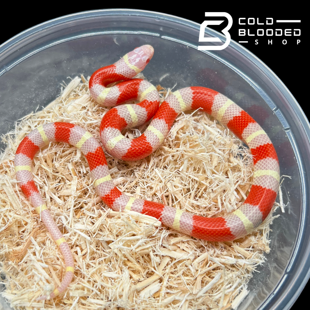 Babo Labno Baby Albino Milk Snake Albino Pueblan X Nelson Milk Snake ~ Juvenile