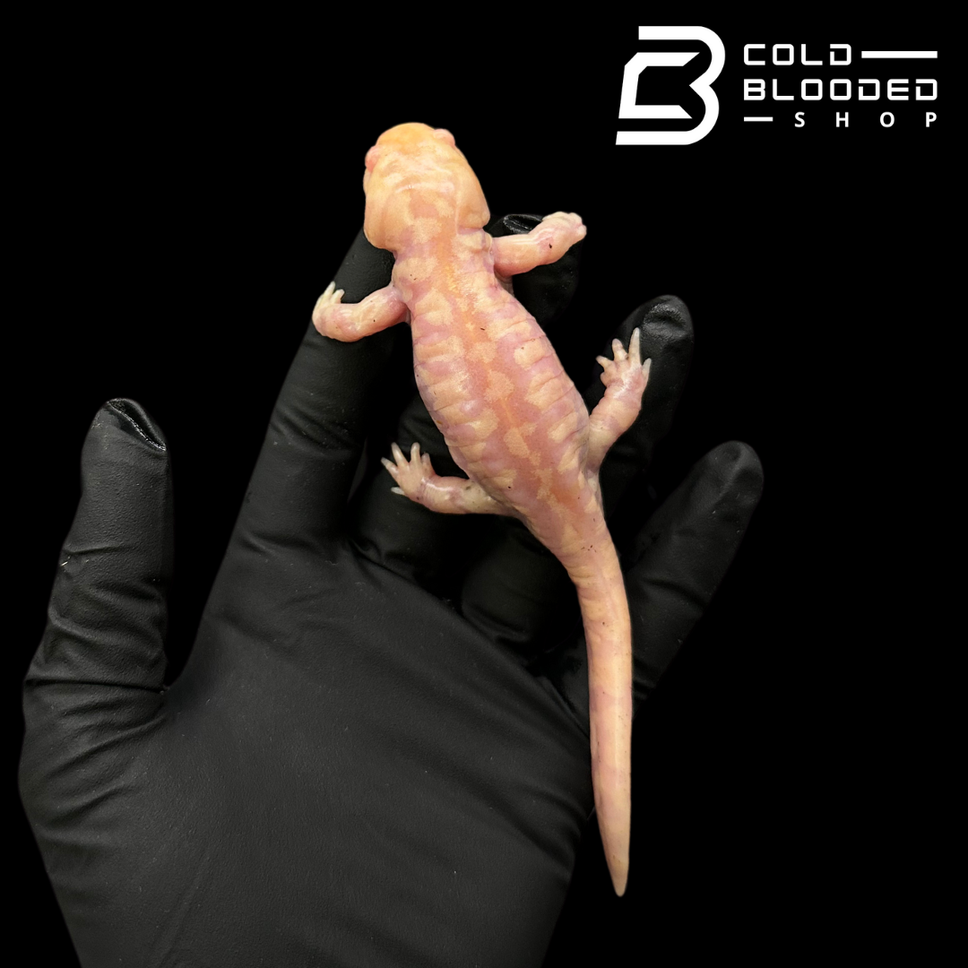 CB Albino Tiger Salamanders - Ambystoma tigrinum