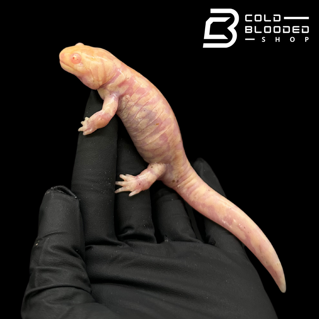 CB Albino Tiger Salamanders - Ambystoma tigrinum