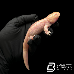 CB Albino Tiger Salamanders - Ambystoma tigrinum